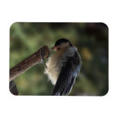 Tidi mijn vogel de Parus Major Magneet (Horizontaal)