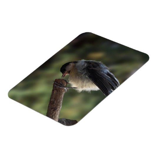 Tidi mijn vogel de Parus Major Magneet (Linkerzijde)