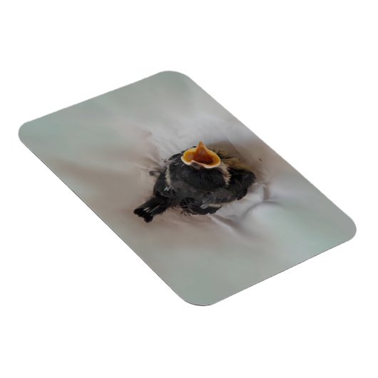 Tidi mijn vogel de Parus Major Magneet (Rechterzijde)