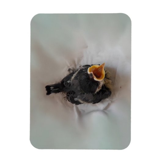 Tidi mijn vogel de Parus Major Magneet (Verticaal)