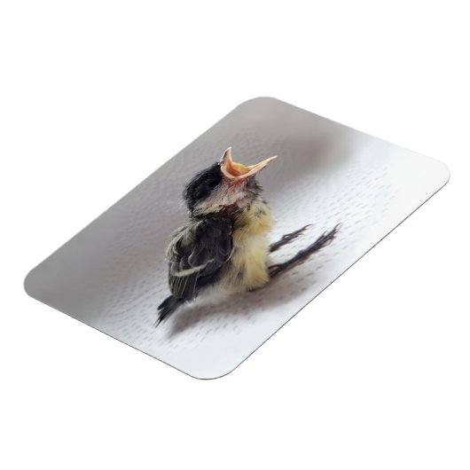 Tidi mijn vogel de Parus Major Magneet (Linkerzijde)