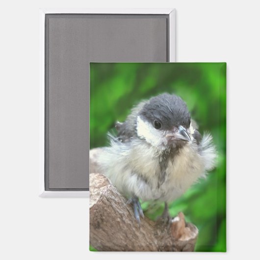 Tidi mijn vogel de Parus Major Magneet (Voorkant / Achterkant)