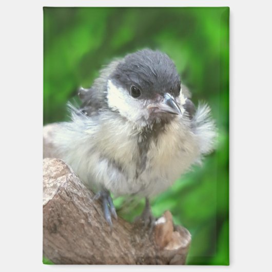 Tidi mijn vogel de Parus Major Magneet (Voorkant)