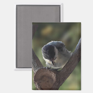 Tidi mijn vogel de Parus Major Magneet