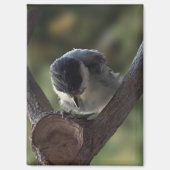 Tidi mijn vogel de Parus Major Magneet (Voorkant)