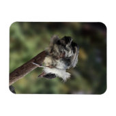 Tidi mijn vogel de Parus Major Magneet (Horizontaal)