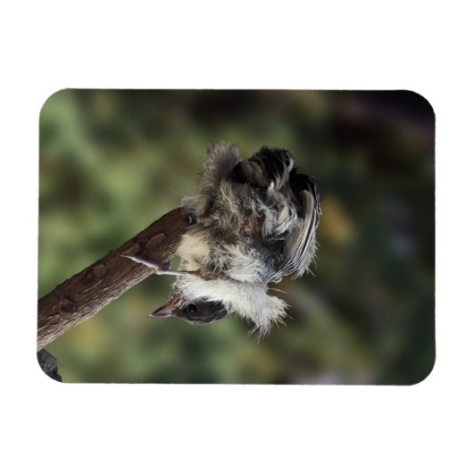 Tidi mijn vogel de Parus Major Magneet (Horizontaal)