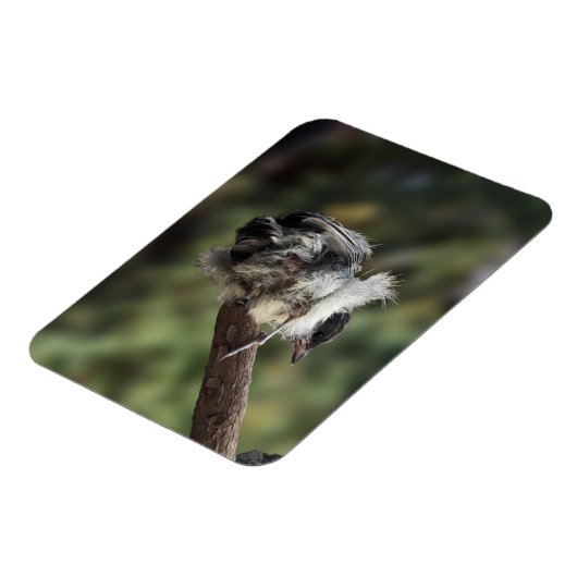 Tidi mijn vogel de Parus Major Magneet (Linkerzijde)