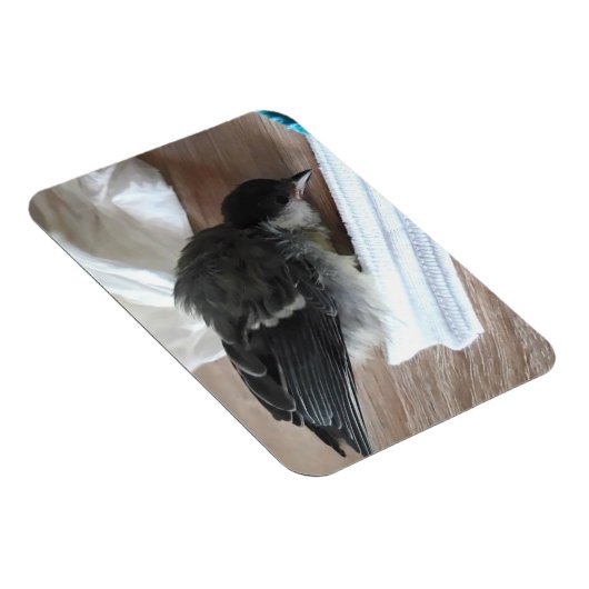 Tidi mijn vogel de Parus Major Magneet (Rechterzijde)