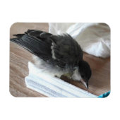 Tidi mijn vogel de Parus Major Magneet (Horizontaal)