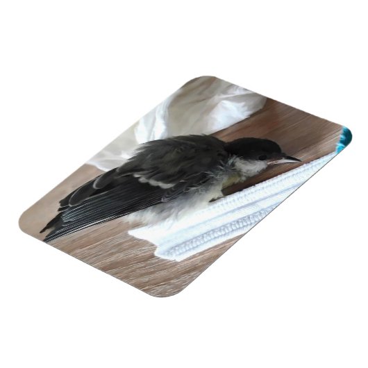 Tidi mijn vogel de Parus Major Magneet (Linkerzijde)