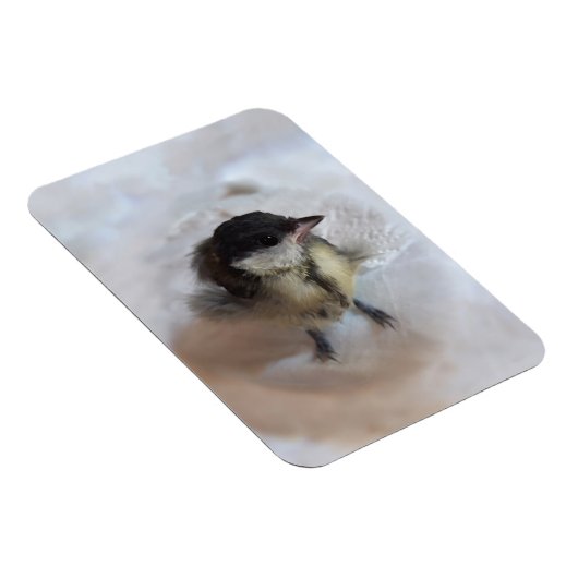 Tidi mijn vogel de Parus Major Magneet (Rechterzijde)