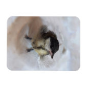 Tidi mijn vogel de Parus Major Magneet (Horizontaal)