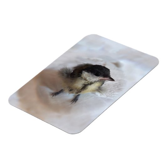 Tidi mijn vogel de Parus Major Magneet (Linkerzijde)