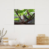 Tidi mijn vogel de Parus Major Poster (Keuken)