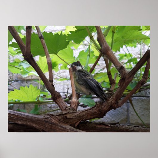Tidi mijn vogel de Parus Major Poster (Voorkant)