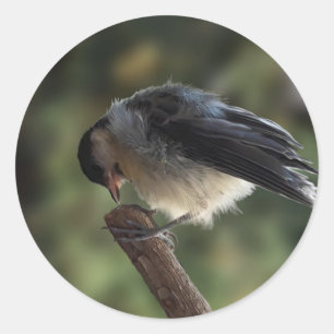 Tidi mijn vogel de Parus Major Ronde Sticker