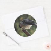 Tidi mijn vogel de Parus Major Ronde Sticker (Envelop)
