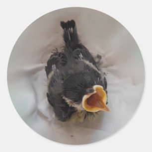 Tidi mijn vogel de Parus Major Ronde Sticker