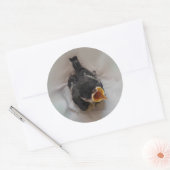 Tidi mijn vogel de Parus Major Ronde Sticker (Envelop)