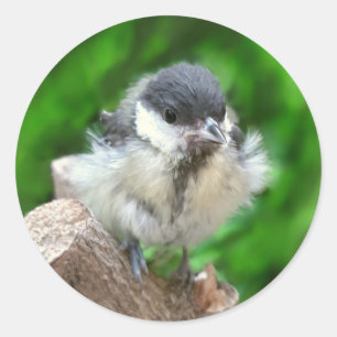 Tidi mijn vogel de Parus Major Ronde Sticker