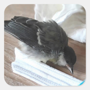 Tidi mijn vogel de Parus Major Vierkante Sticker