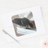 Tidi mijn vogel de Parus Major Vierkante Sticker (Envelop)