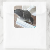 Tidi mijn vogel de Parus Major Vierkante Sticker (Tas)