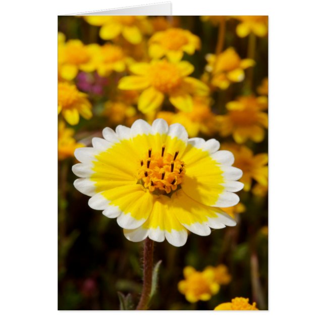 Tidy Tip-wilde bloemen (Voorkant)