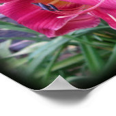 Tie Dye Daylily Poster (Hoek)