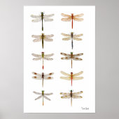 Tien Dragonfly-soorten Poster (Voorkant)