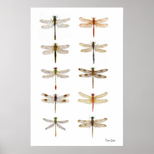 Tien Dragonfly-soorten Poster