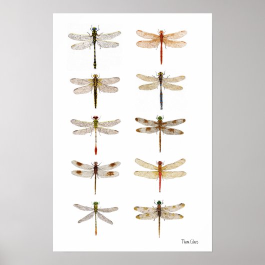 Tien Dragonfly-soorten Poster (Voorkant)
