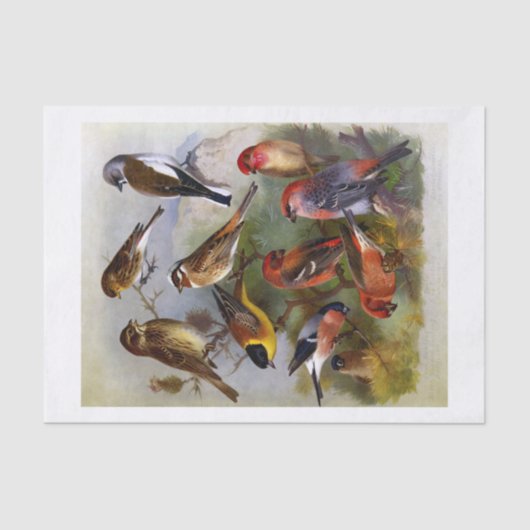 Tien prachtige vogelschilderingen uit het  boek tissuepapier (Voorkant)