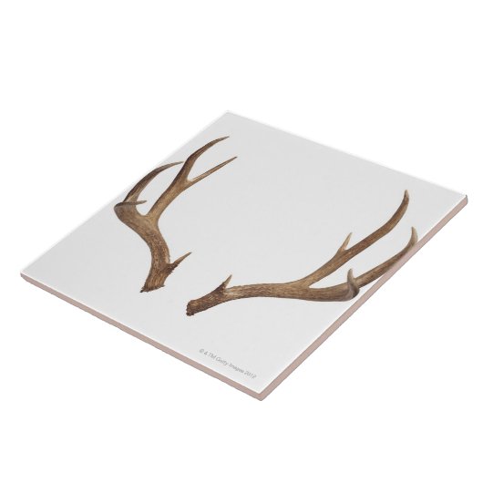 Tien puntsdieper tegeltje (Zijkant)