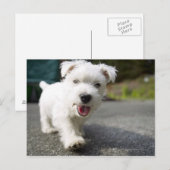 Tien weken oud vrouw op de westelijke hoogvlakte briefkaart (Voorkant / Achterkant)