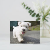 Tien weken oud vrouw op de westelijke hoogvlakte briefkaart (Staand voorkant)