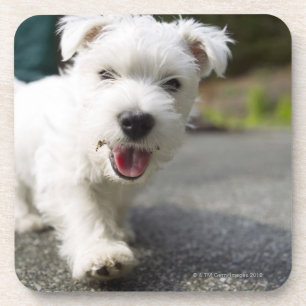 Tien weken oud vrouw op de westelijke hoogvlakte drankjes onderzetter