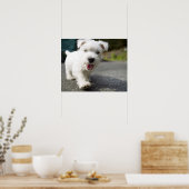 Tien weken oud vrouw op de westelijke hoogvlakte poster (Keuken)