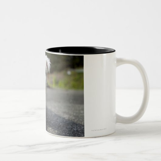 Tien weken oud vrouw op de westelijke hoogvlakte tweekleurige koffiemok (Rechts)