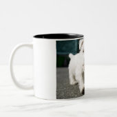 Tien weken oud vrouw op de westelijke hoogvlakte tweekleurige koffiemok (Links)