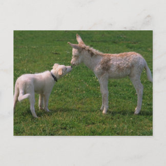 Tierfreundschaft,junger Esel mit Hund, Briefkaart