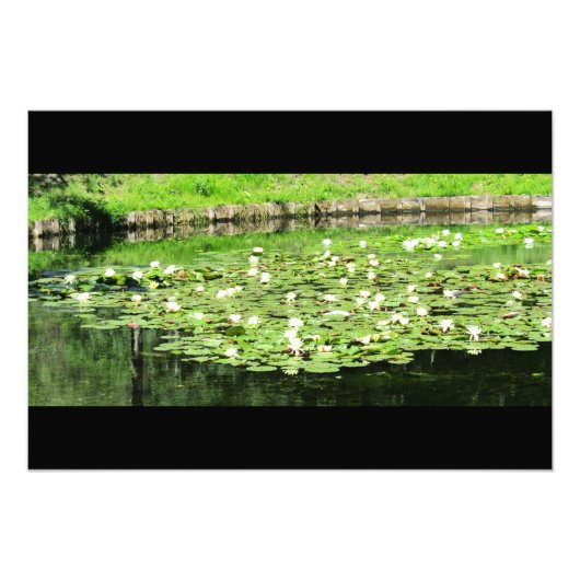 Tiergarten Water Lillies Foto Afdruk (Voorkant)