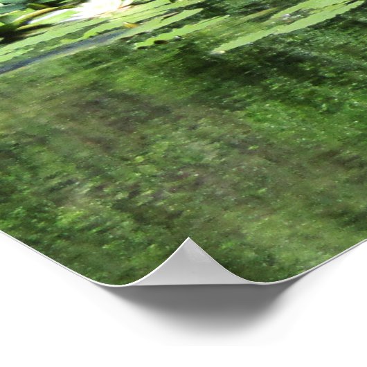 Tiergarten Water Lillies Poster (Hoek)