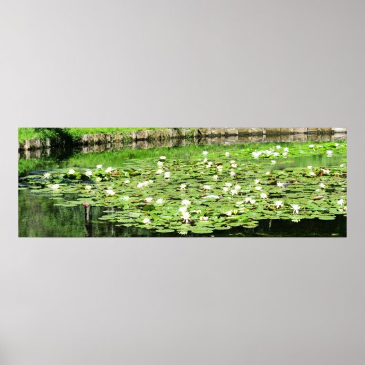 Tiergarten Water Lillies Poster (Voorkant)
