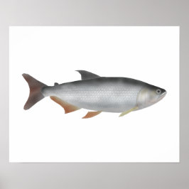 Tiete tetra poster