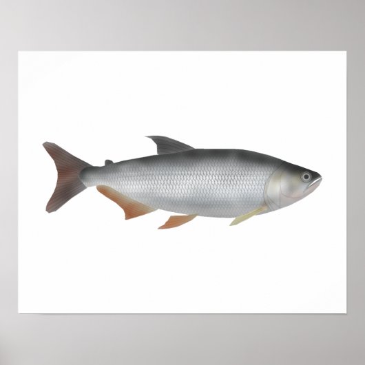 Tiete tetra poster (Voorkant)