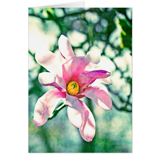 Tiffany Magnolia (Voorkant)