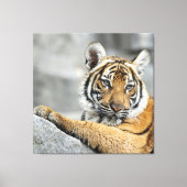 Tiger016 Canvas Afdruk (Voorkant)