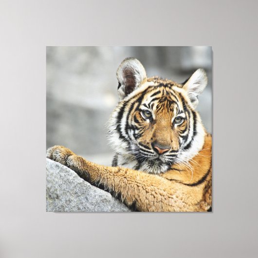 Tiger016 Canvas Afdruk (Voorkant)
